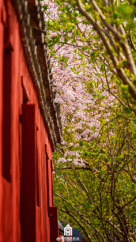 转存美好！故宫的春花出图了
