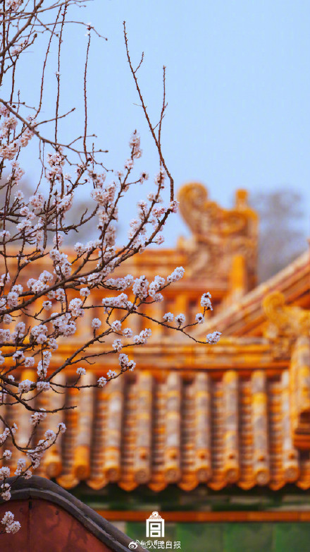 转存美好！故宫的春花出图了