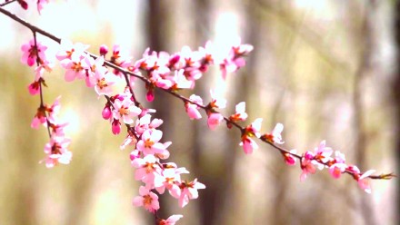 粉粉嫩嫩！六盘水野桃花开得正艳