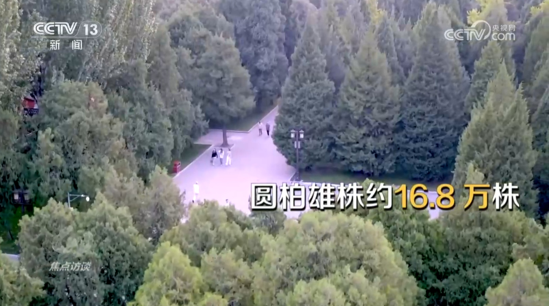 焦点访谈｜花粉过敏成“隐形烦恼”，如何应对？一文了解