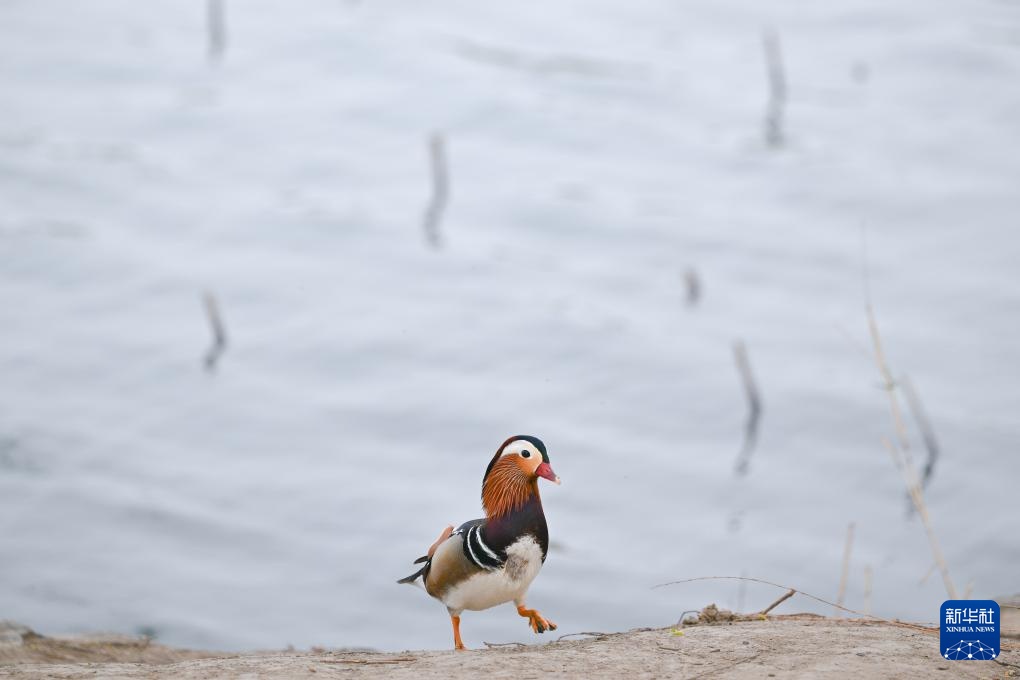 颐和园寻春 颐和园寻春