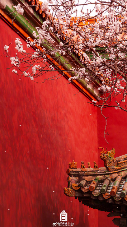 转存美好！故宫的春花出图了