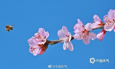 北京春日蓝天粉桃绝配 小蜜蜂忙碌采蜜