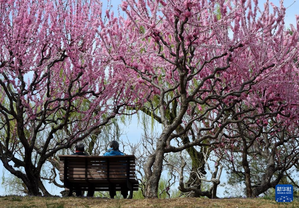 春染京城花枝俏