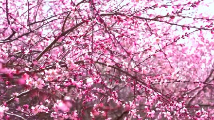 粉粉嫩嫩！六盘水野桃花开得正艳