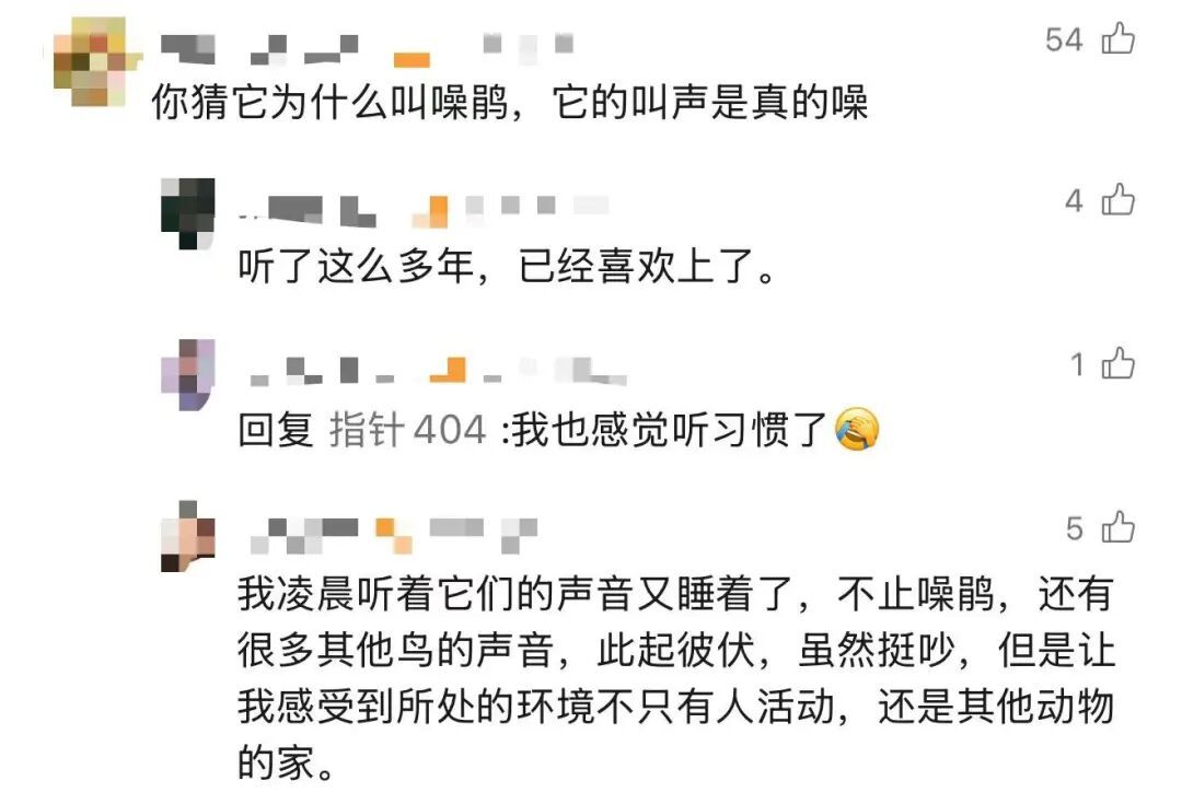 高三学生因鸟鸣干扰备考，请求学校“拆除鸟巢”！校长暖心回应→