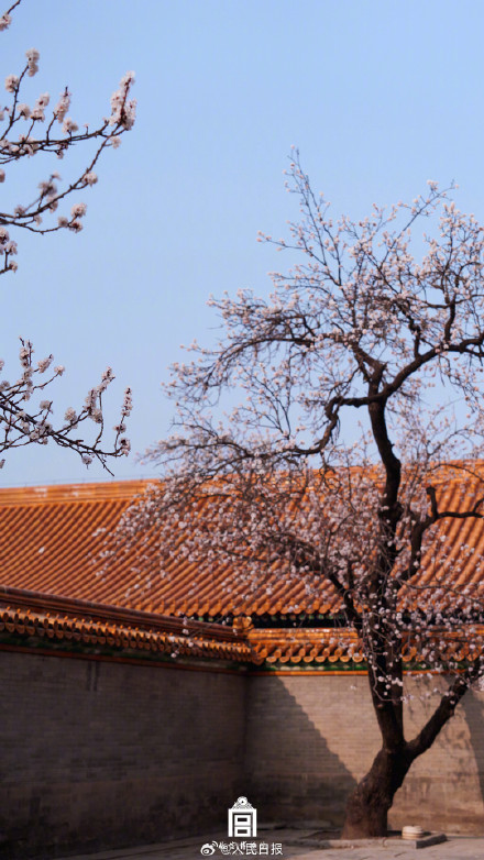 转存美好！故宫的春花出图了