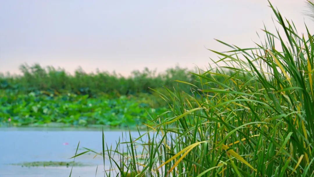 白洋淀的这种植物，如何为当地村民生金？