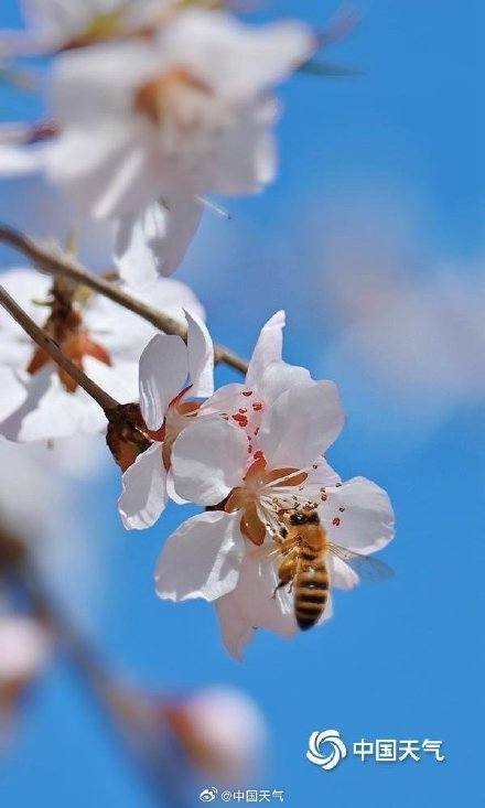 北京春日蓝天粉桃绝配 小蜜蜂忙碌采蜜