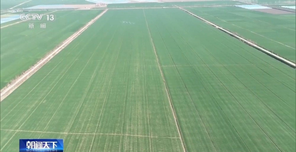 冬小麦田管进入关键期 专家“把脉问诊”促丰收