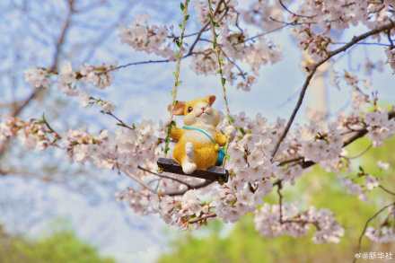 收藏！玉渊潭樱花的春日限定浪漫