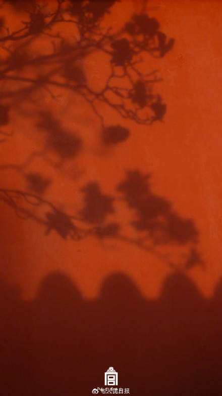 故宫玉兰壁纸太美了