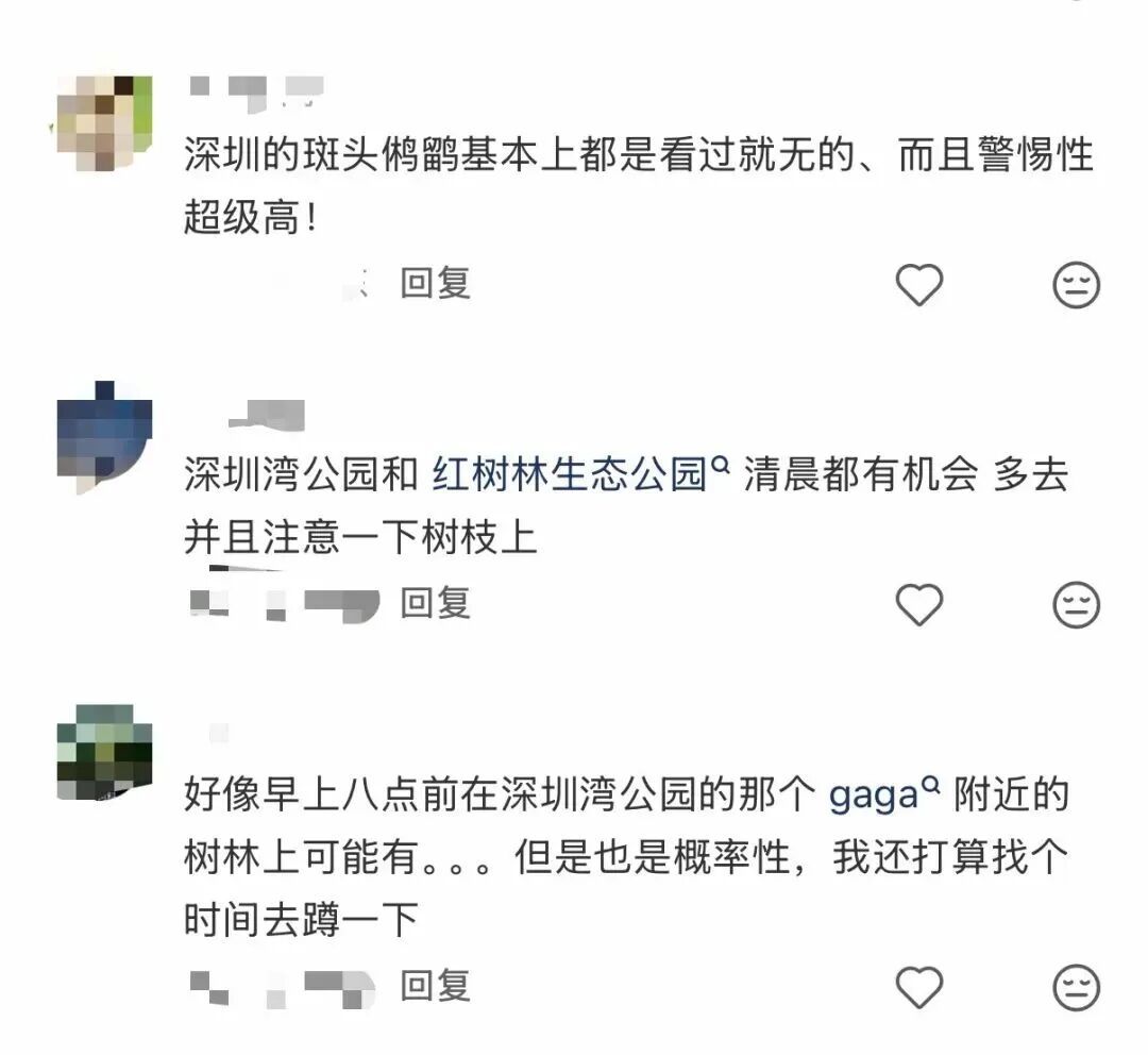 深圳的“猫”为什么这么害羞？最近这位“国宝级”明星火了！网友：好难追！