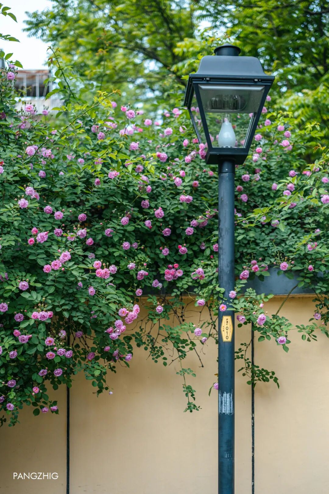 妈妈问我为什么春天总往南京跑