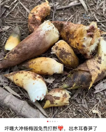 春天 “打野” 热兴起，周末别跟风乱挖！第一批受害者已出现