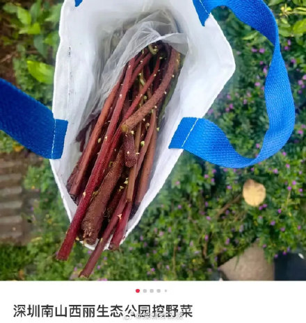 春天 “打野” 热兴起，周末别跟风乱挖！第一批受害者已出现