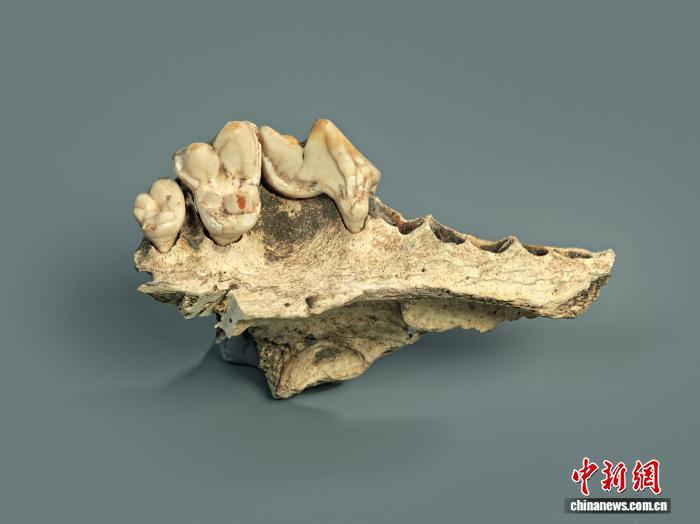 欧洲最早犬类何时起源?最新研究称至少在1.42万年前已出现 欧洲最早犬类何时起源?最新研究称至少在1.42万年前已出现