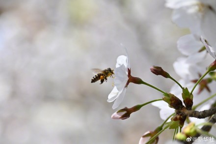 收藏！玉渊潭樱花的春日限定浪漫