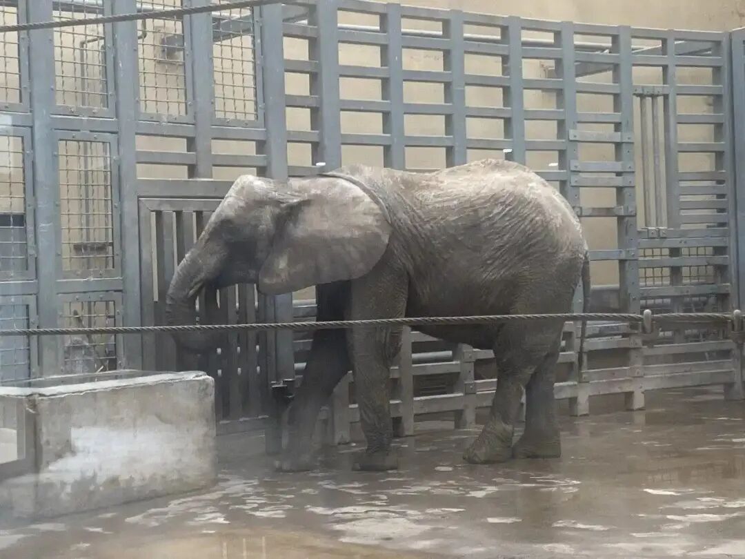 动物园大象瘦成“皮包骨”？园方回应：系非洲草原象，正常体型
