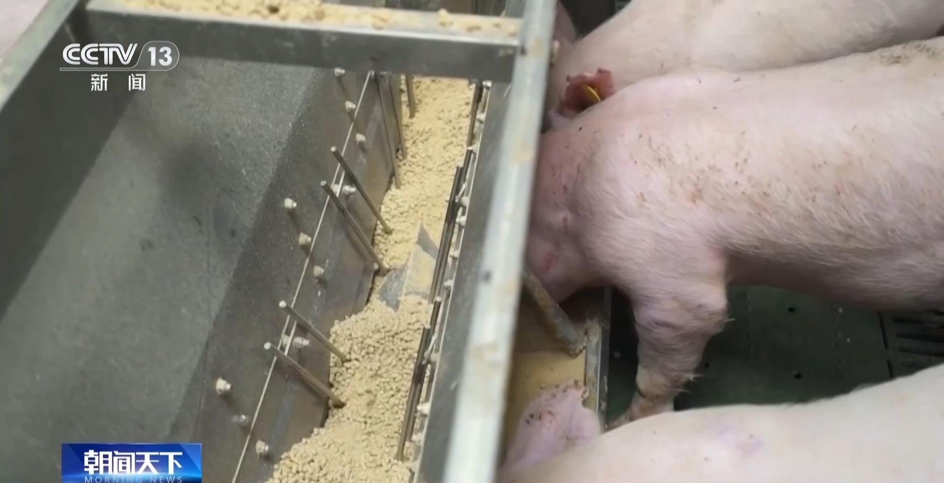 生猪价格为何持续下跌 未来形势如何？专家解读→