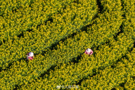 “养眼”壁纸！采茶好治愈啊