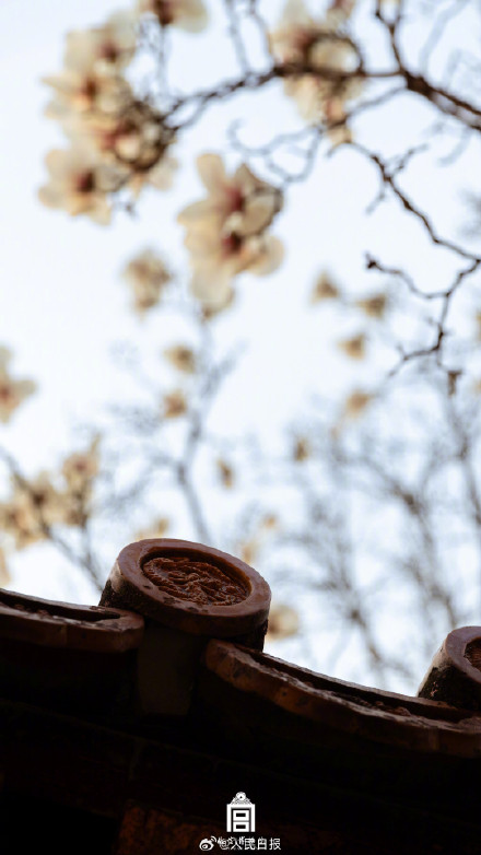 故宫玉兰壁纸太美了