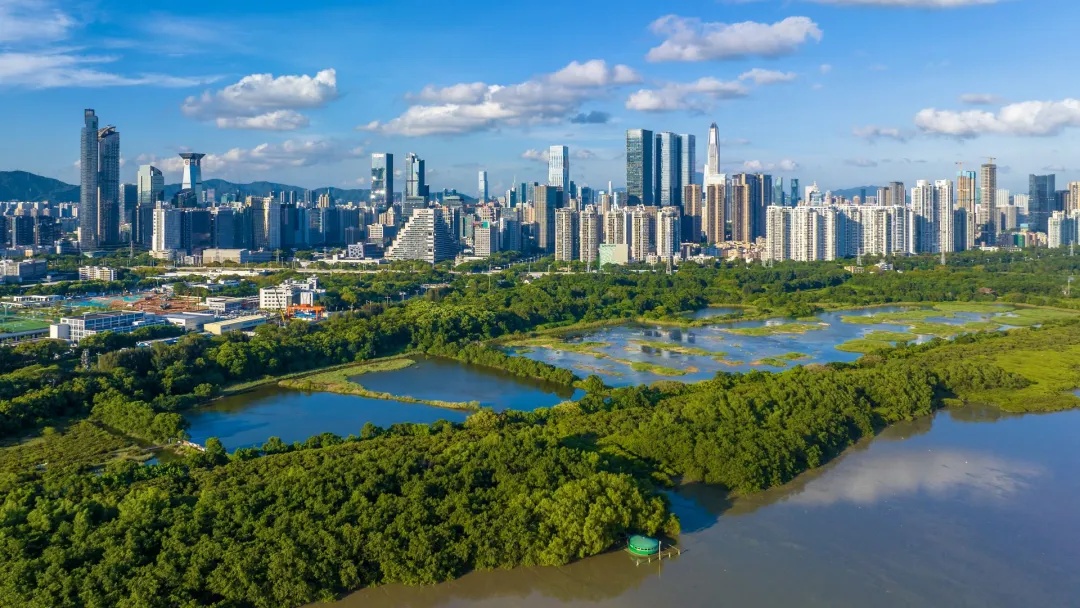 深圳的“猫”为什么这么害羞？最近这位“国宝级”明星火了！网友：好难追！