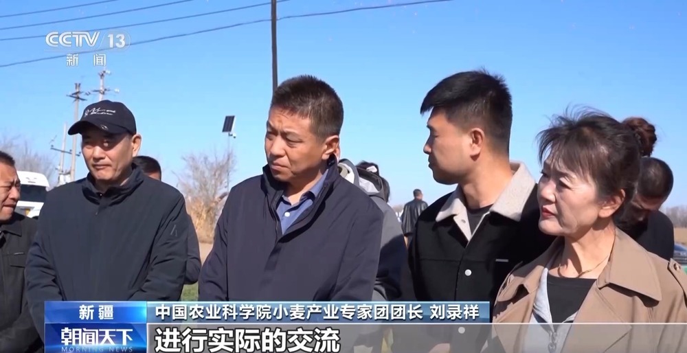 冬小麦田管进入关键期 专家“把脉问诊”促丰收