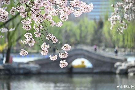 收藏！玉渊潭樱花的春日限定浪漫