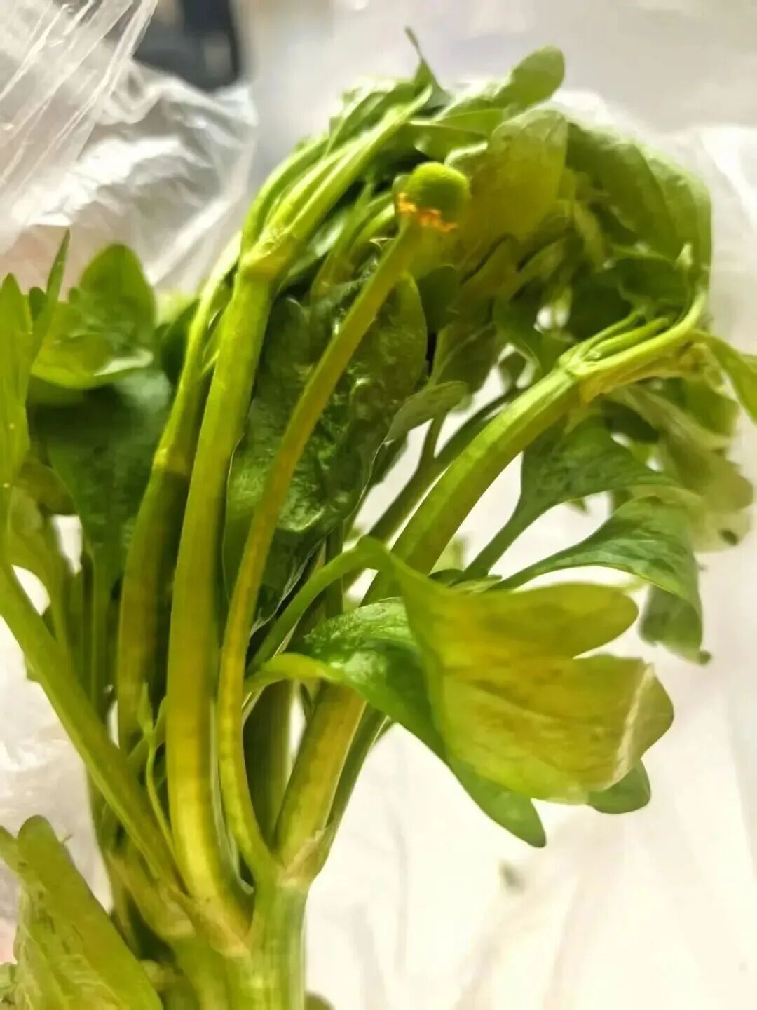 春天 “打野” 热兴起，周末别跟风乱挖！第一批受害者已出现