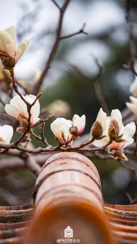 故宫玉兰壁纸太美了