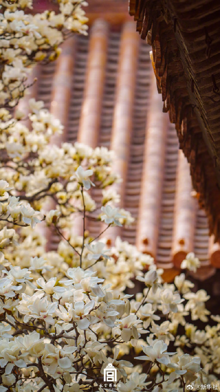 故宫玉兰壁纸上新了