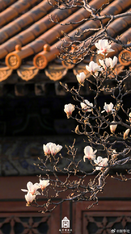 故宫玉兰壁纸上新了