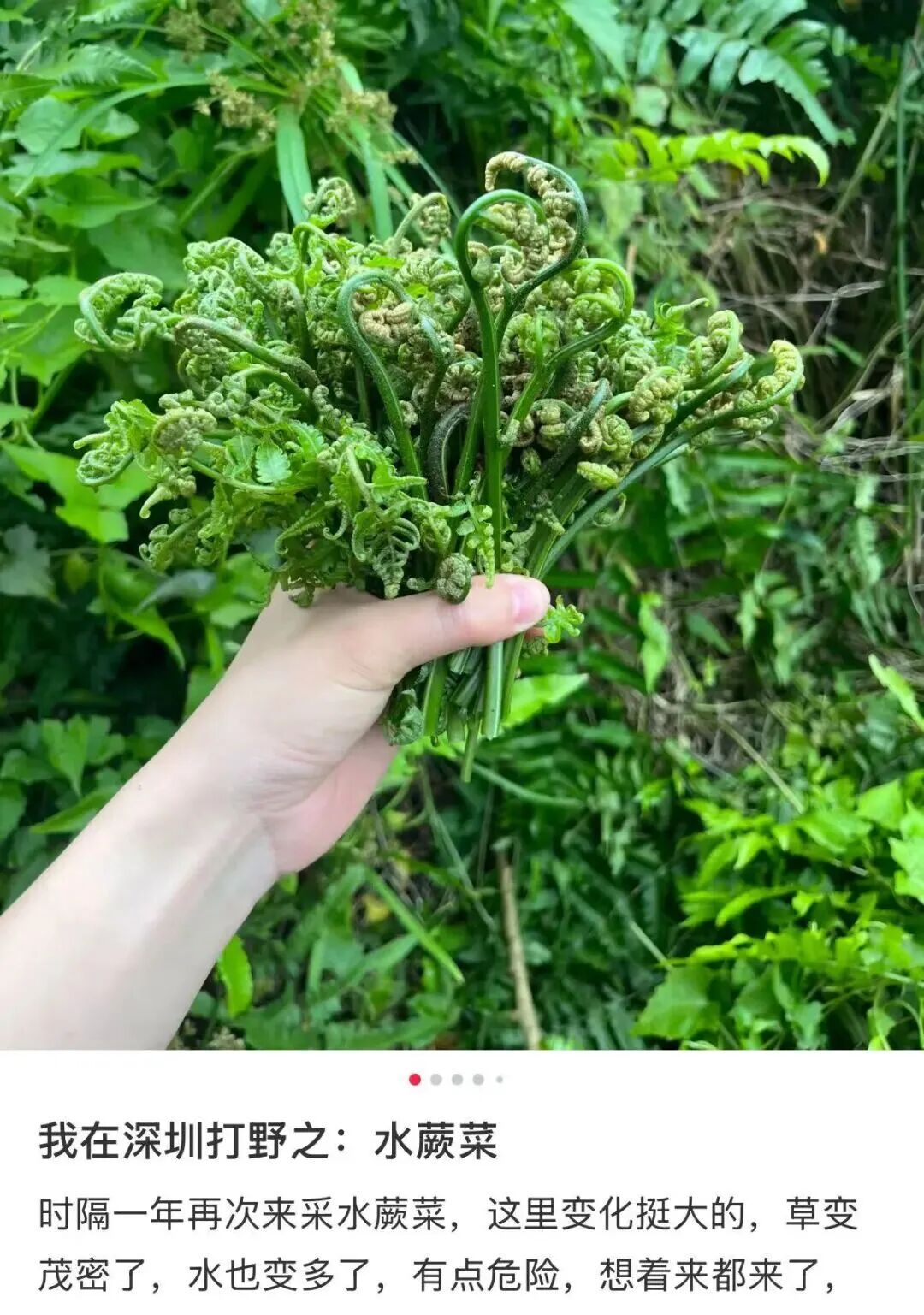 春天 “打野” 热兴起，周末别跟风乱挖！第一批受害者已出现