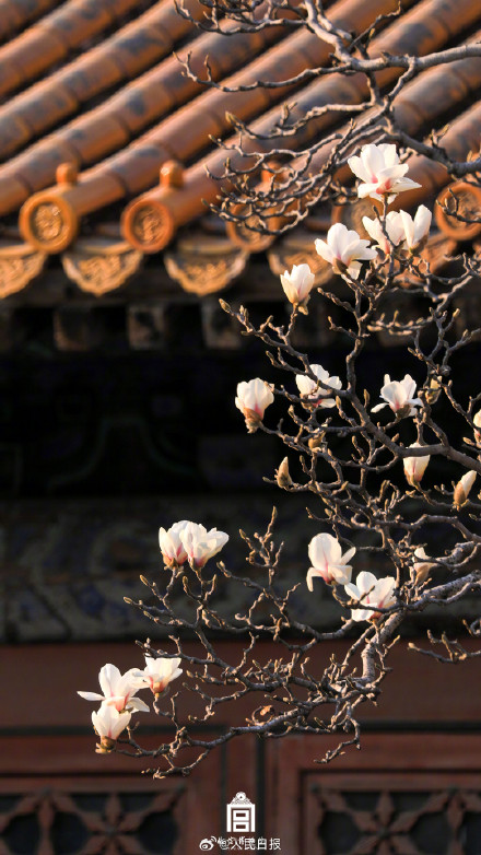 故宫玉兰壁纸太美了