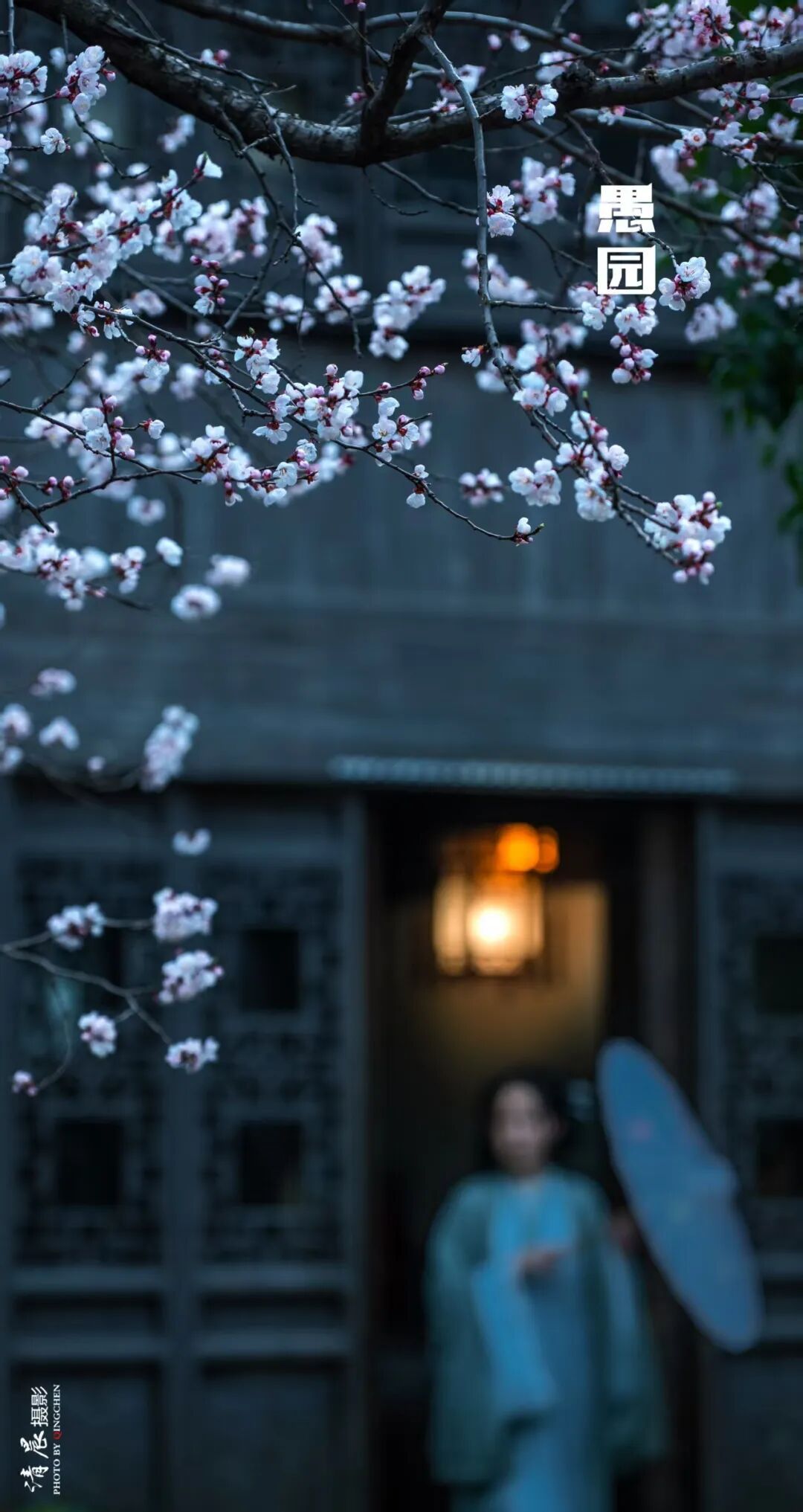 妈妈问我为什么春天总往南京跑