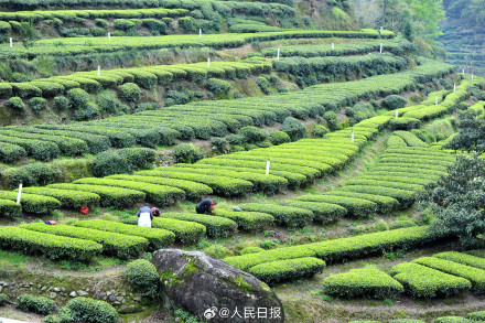 “养眼”壁纸！采茶好治愈啊