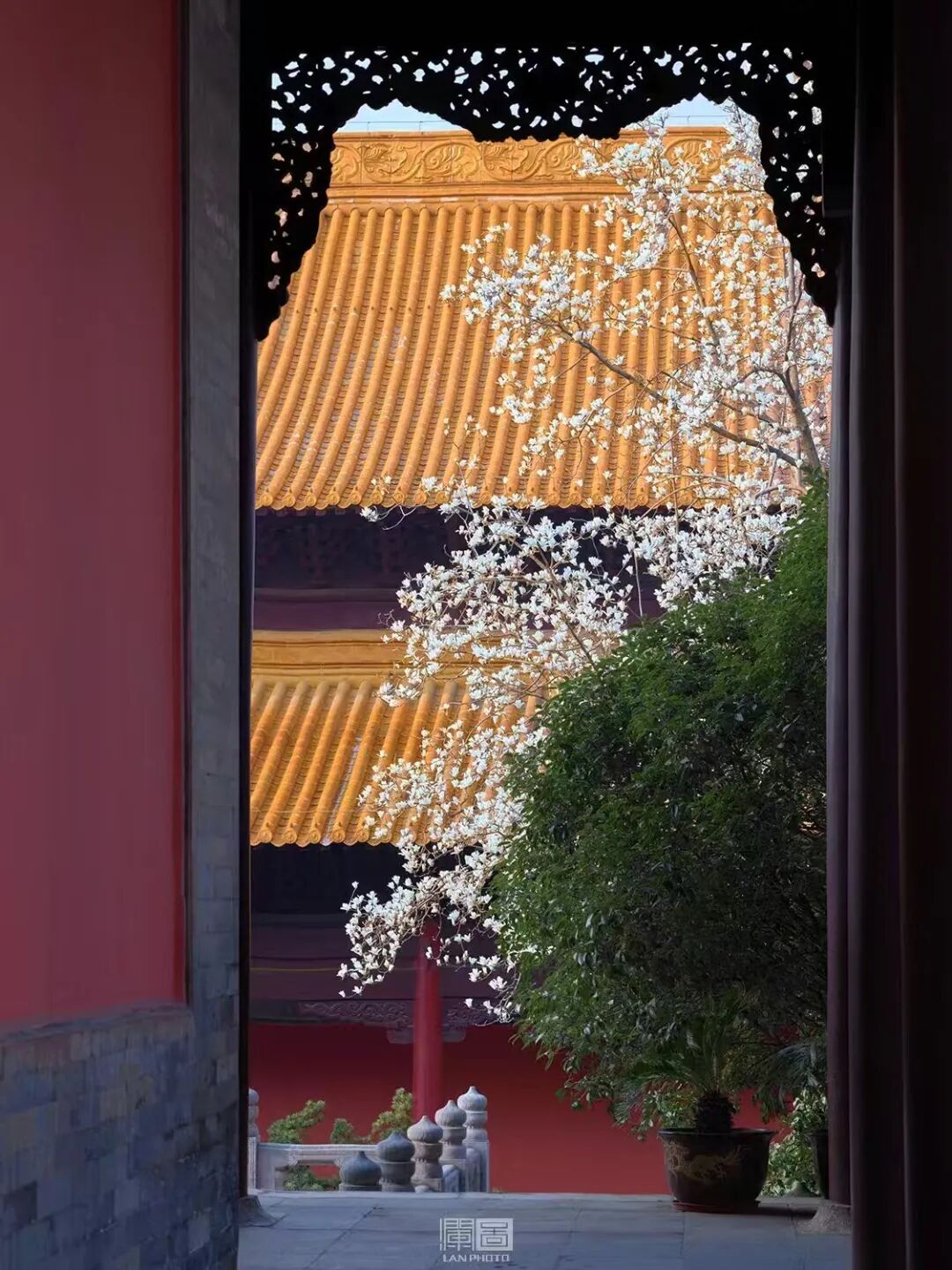 妈妈问我为什么春天总往南京跑