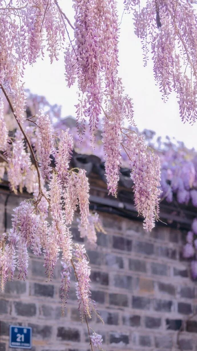 妈妈问我为什么春天总往南京跑