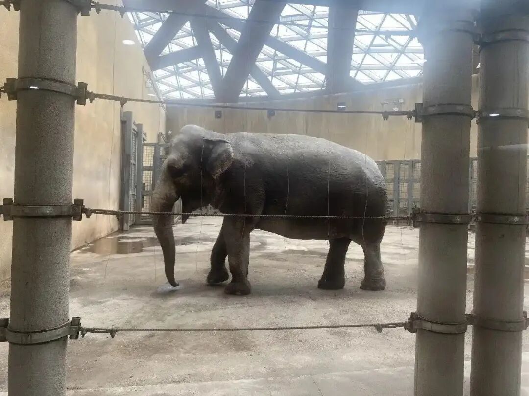 动物园大象瘦成“皮包骨”？园方回应：系非洲草原象，正常体型
