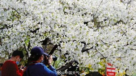 花开如云！北京玉渊潭樱花进入盛花期