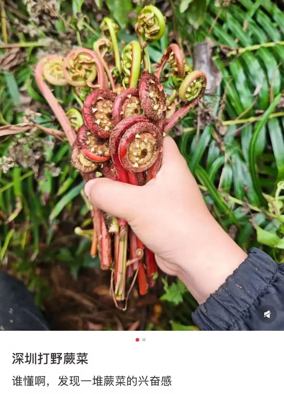 春天 “打野” 热兴起，周末别跟风乱挖！第一批受害者已出现