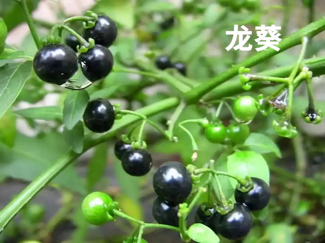 春天 “打野” 热兴起，周末别跟风乱挖！第一批受害者已出现