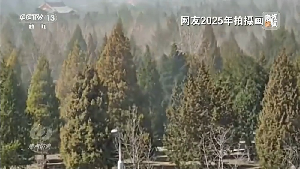 花粉过敏成“隐形烦恼” 生态和健康之间如何找平衡？