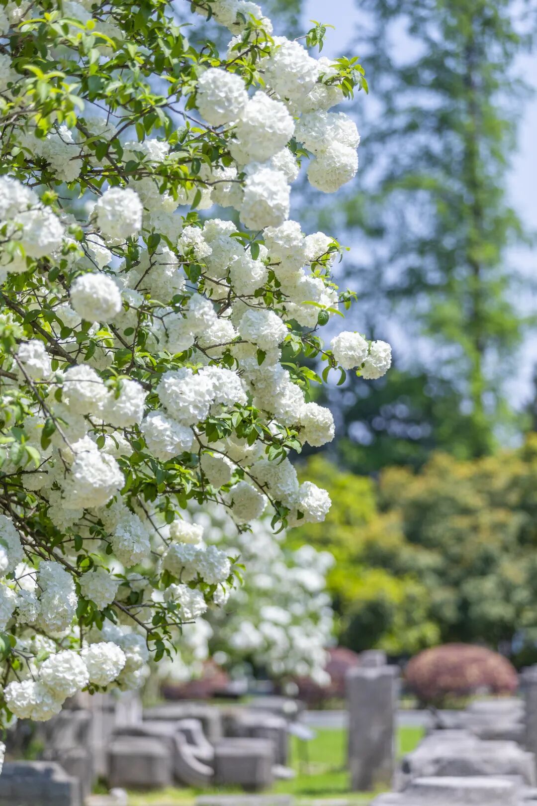 妈妈问我为什么春天总往南京跑