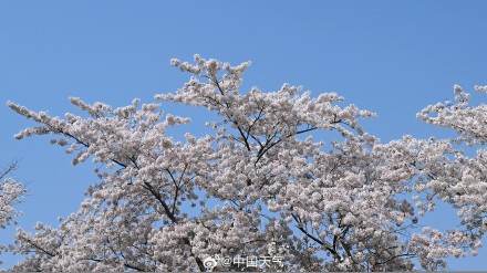 花开如云！北京玉渊潭樱花进入盛花期