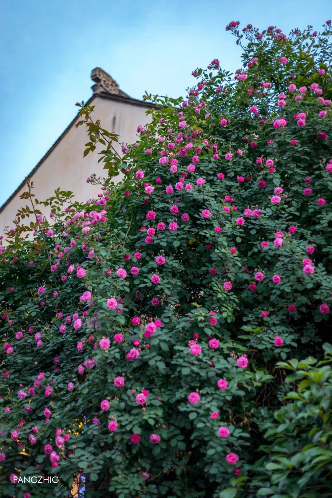 妈妈问我为什么春天总往南京跑