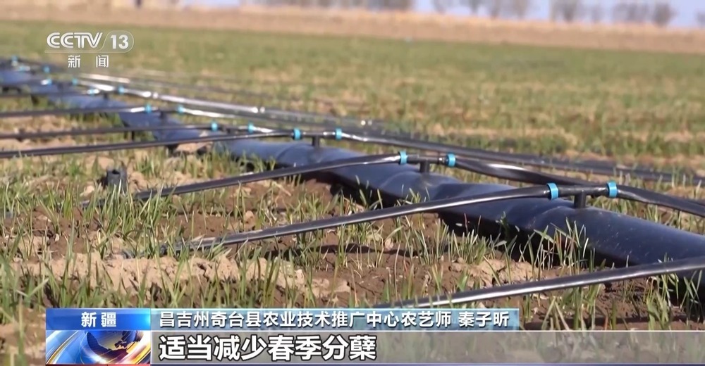 冬小麦田管进入关键期 专家“把脉问诊”促丰收