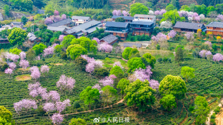 “养眼”壁纸！采茶好治愈啊