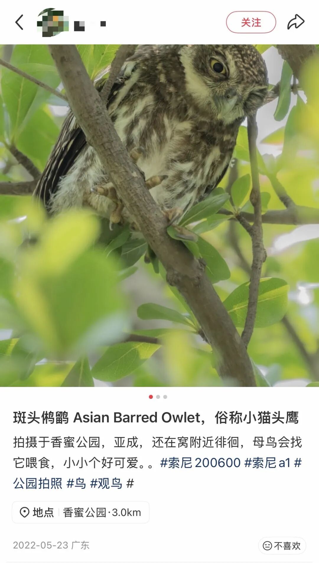 深圳的“猫”为什么这么害羞？最近这位“国宝级”明星火了！网友：好难追！